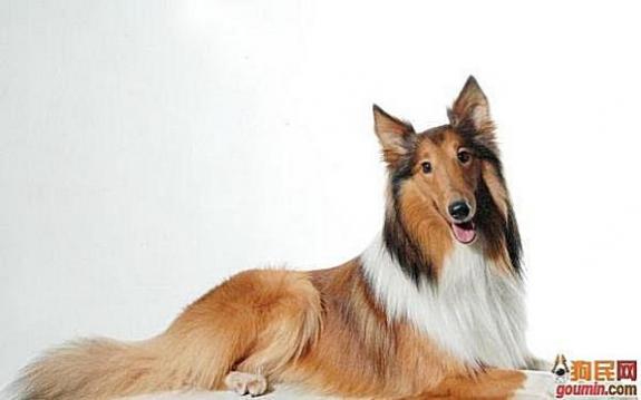 各种狗狗搞笑视频集锦,狗狗集锦