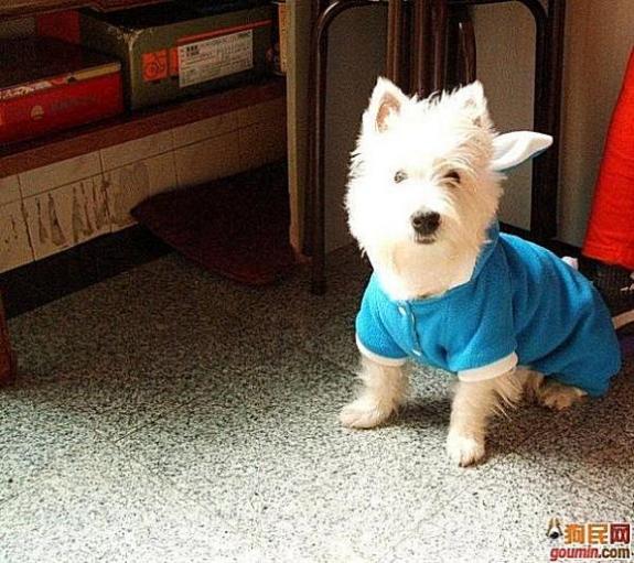 各种狗狗搞笑视频集锦,狗狗集锦