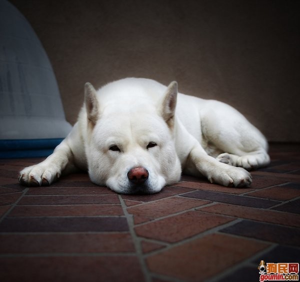 各种狗狗搞笑视频集锦,狗狗集锦