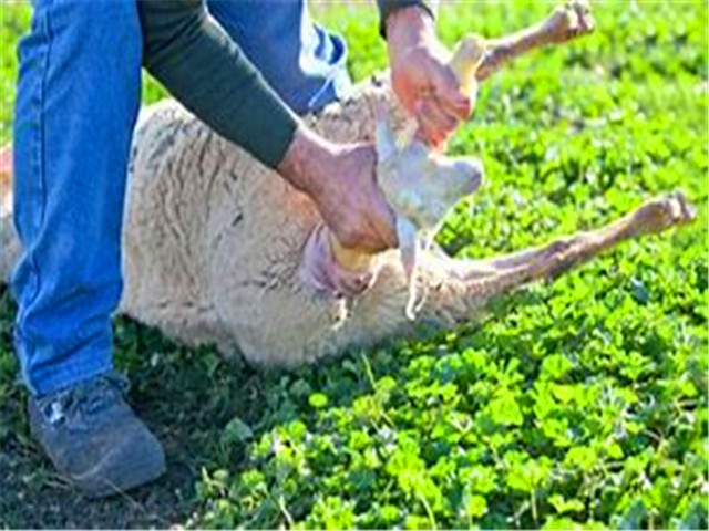 孩子问：我们来自于哪儿？父母们该如何回答呢？