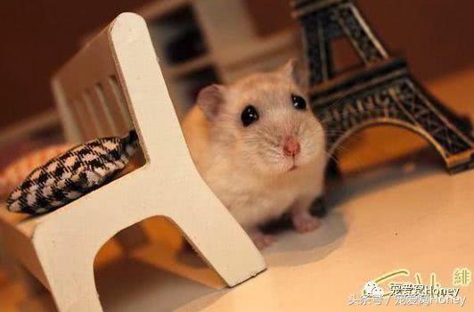 三线仓鼠和银狐仓鼠一起养可以吗,紫仓仓鼠和三线仓鼠哪个仓鼠更好