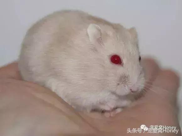 三线仓鼠和银狐仓鼠一起养可以吗,紫仓仓鼠和三线仓鼠哪个仓鼠更好