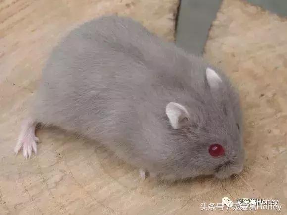 三线仓鼠和银狐仓鼠一起养可以吗,紫仓仓鼠和三线仓鼠哪个仓鼠更好