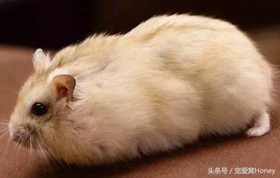 三线仓鼠和银狐仓鼠一起养可以吗,紫仓仓鼠和三线仓鼠哪个仓鼠更好