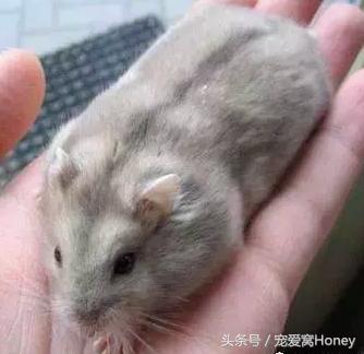 三线仓鼠和银狐仓鼠一起养可以吗,紫仓仓鼠和三线仓鼠哪个仓鼠更好