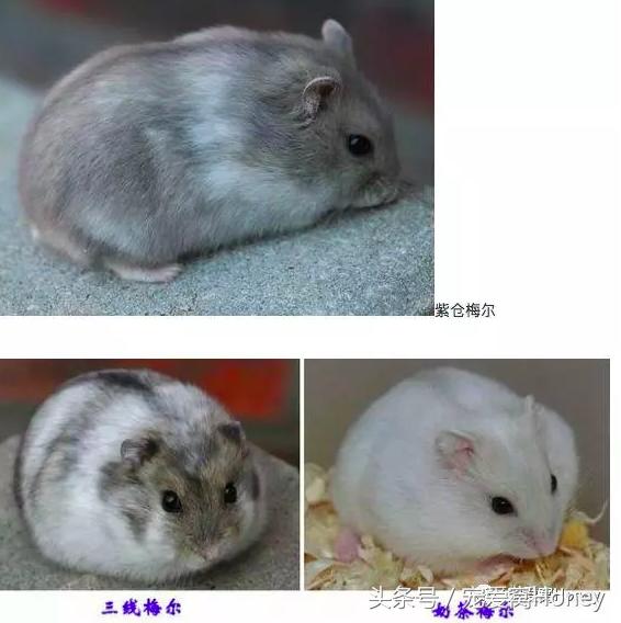 仓鼠中记忆强大的仓鼠品种,布丁仓鼠和三线仓鼠为什么会打架