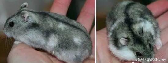 三线仓鼠和银狐仓鼠一起养可以吗,紫仓仓鼠和三线仓鼠哪个仓鼠更好