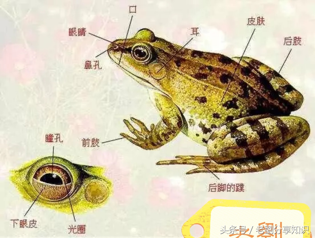 八年级上册地理生物知识,八年级上册生物知识与能力答案