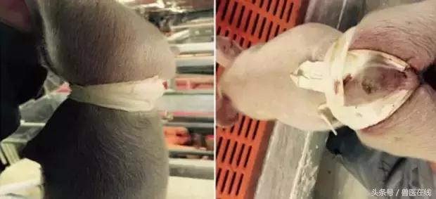 仔猪八字腿用什么胶布,仔猪腹沟疝气复位手法视频