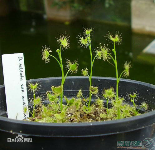 茅膏菜哪个品种捕虫效率最高,茅膏菜是食虫植物吗