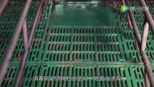 育肥猪传染性胃肠炎的症状与治疗,怎么预防猪传染性胃肠炎