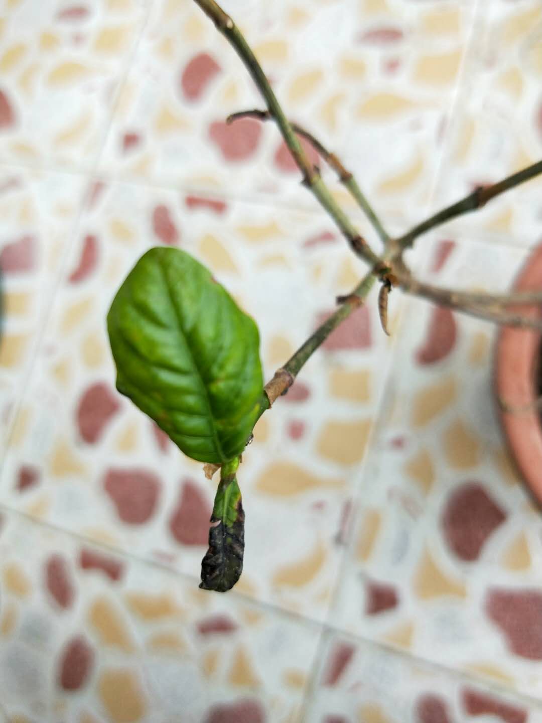 植物新叶烧叶怎么解决,植物烧尖怎么办