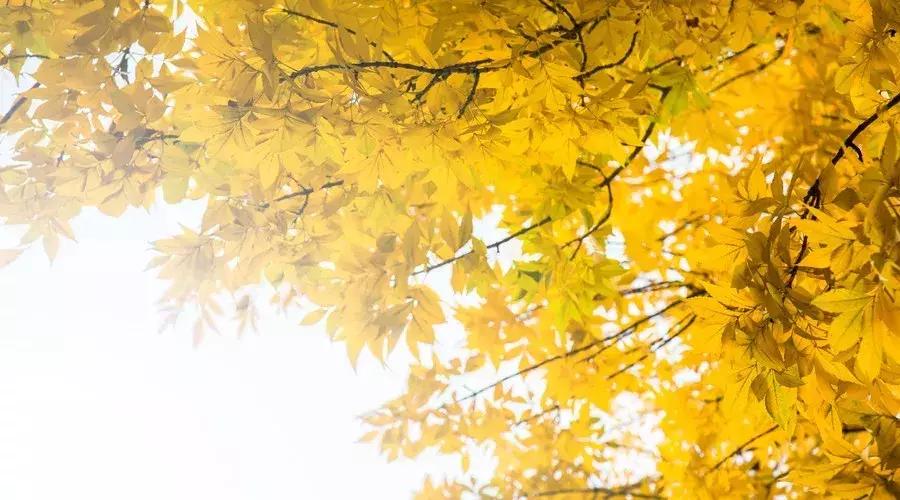 10首最适合秋天读的诗词值得收藏,秋日古诗词经典鉴赏