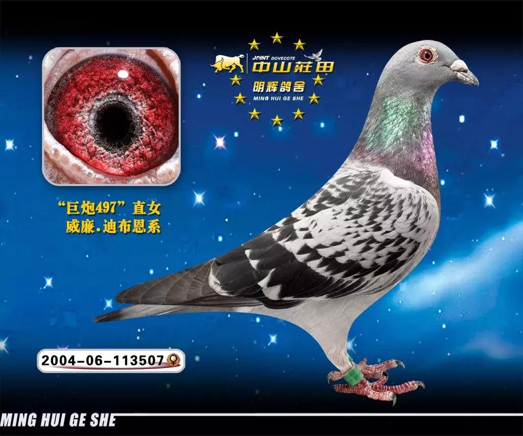 饲料控高峰，鸽脚冰冷是危险信号！