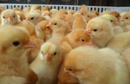 想养好猪这三件事必须做好,养蛋鸡的前景和建议