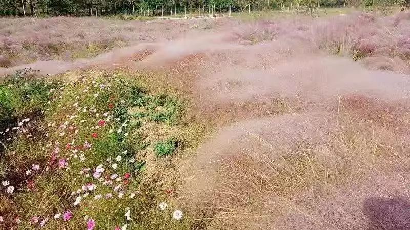 亲子网红庄园,网红亲子农庄在哪里