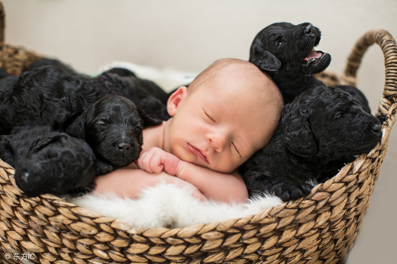 老年狗狗的照顾方法,怎么照顾怀孕的狗狗