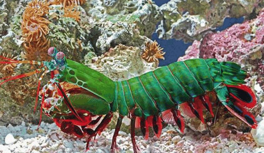 这种虾生性好斗，被称为水中平头哥，专家建议用防弹玻璃鱼缸饲养