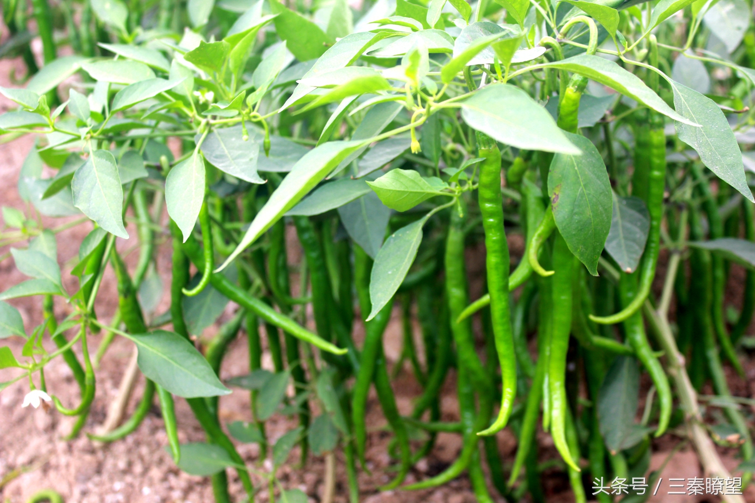 小产业引领大发展——陕西蒲城县龙池镇平头村高会学发展辣椒产业带领村民脱贫致富事迹