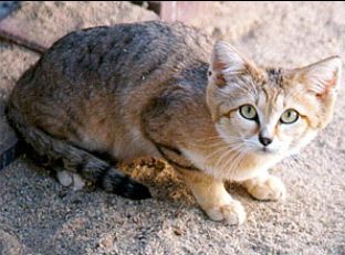 猫咪可以灭绝吗,猫快灭绝了吗