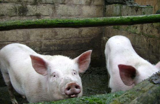 口蹄疫的诊断和治疗措施,口蹄疫病怎么预防和治疗