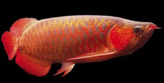 无需打氧的观赏鱼龙鱼,和龙鱼差不多的观赏鱼