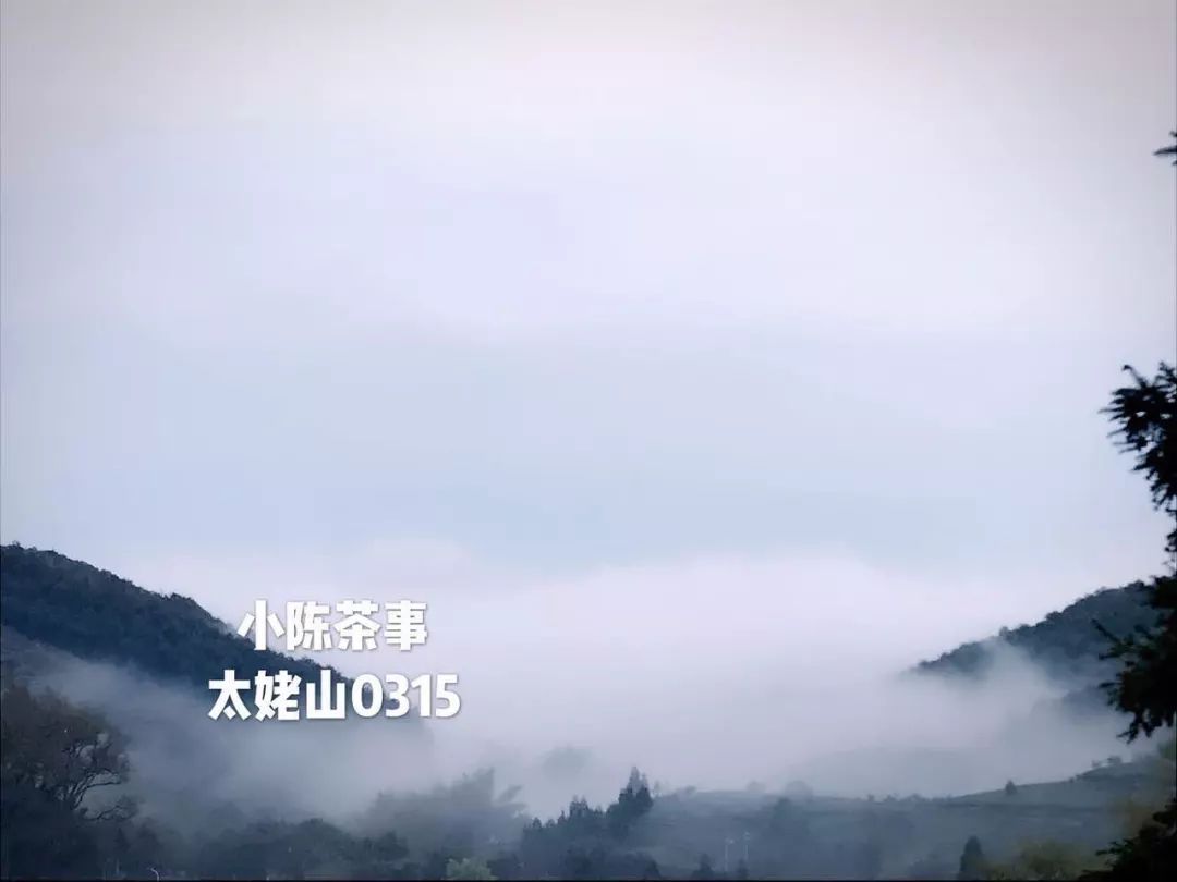 为什么网上买茶,怎么在淘宝上买茶