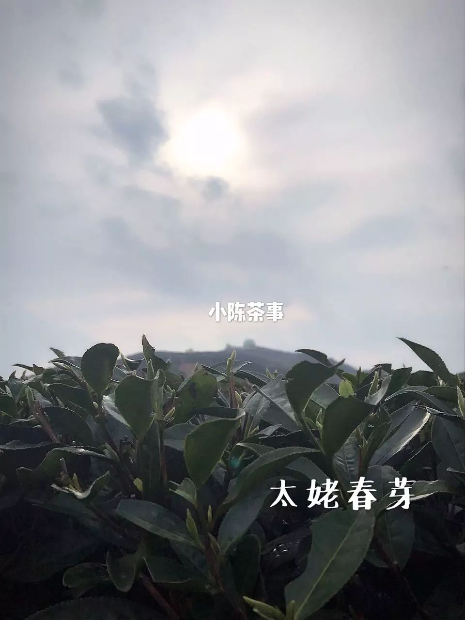为什么网上买茶,怎么在淘宝上买茶