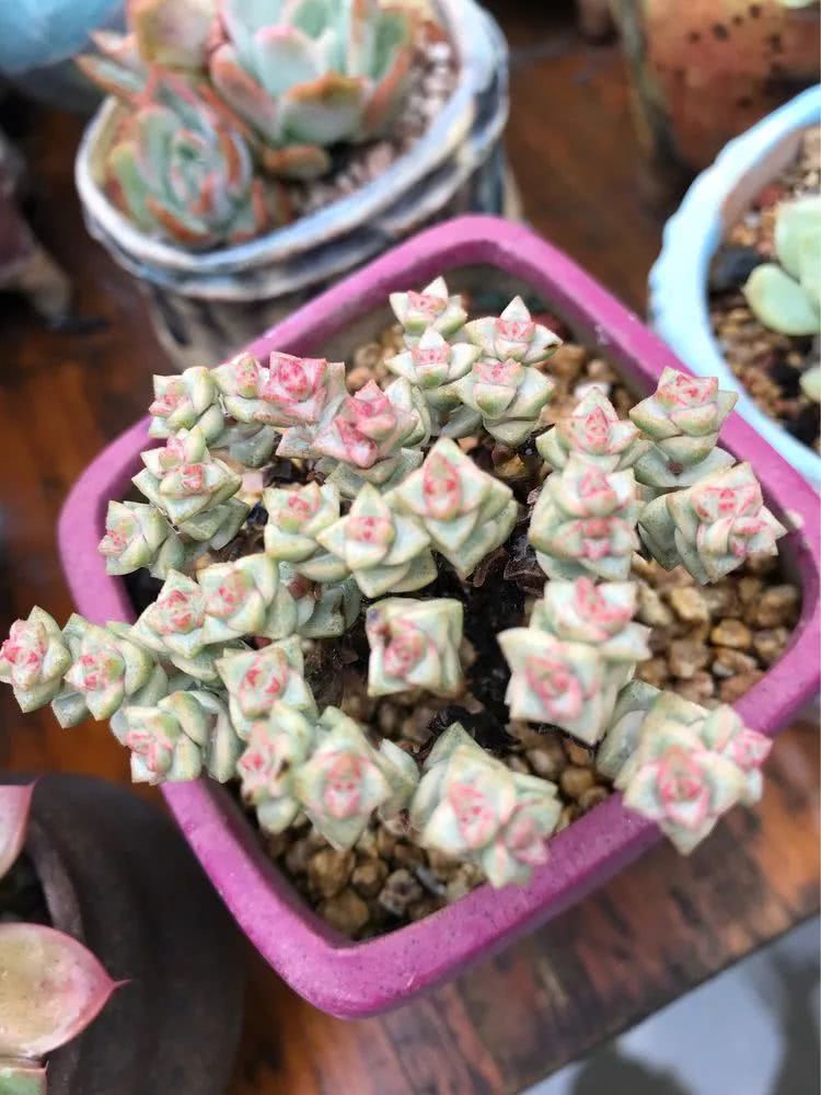 大家平时养多肉比较喜欢哪个系列,四年的养殖生涯