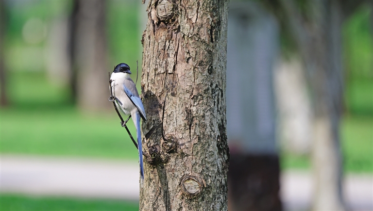 鐏板枩楣婄殑鐪熷疄瑙嗛澶忓ぉ,鐏板枩楣婂叕鍥彲浠ョ湅鍒板悧