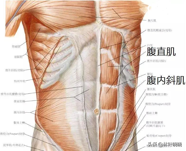 内脏下垂、子宫脱落、漏尿……聊聊你不知道的网红束腰