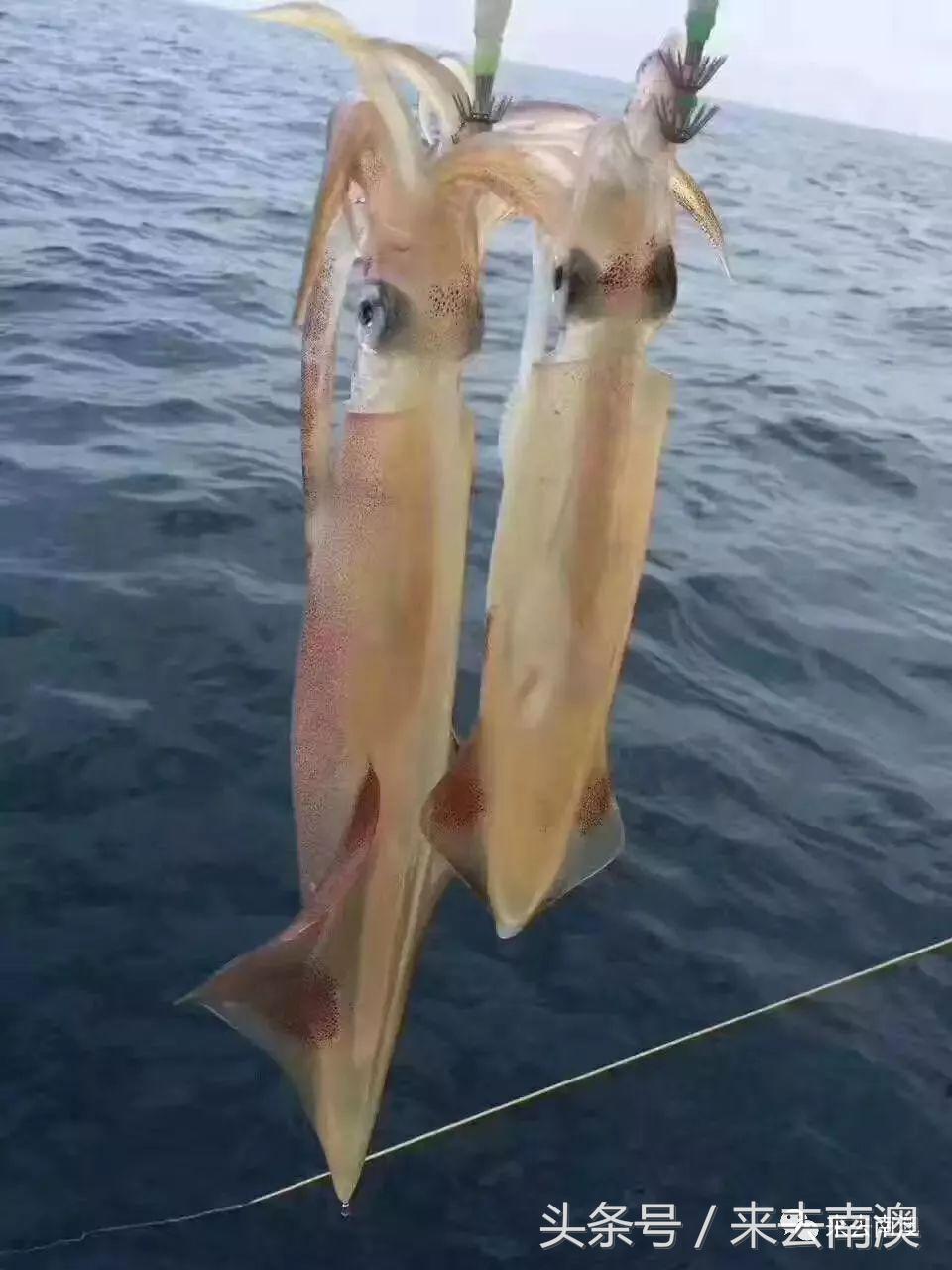 南澳岛寄来一个海鲜大箱,然后朋友圈的人纷纷把她屏蔽了