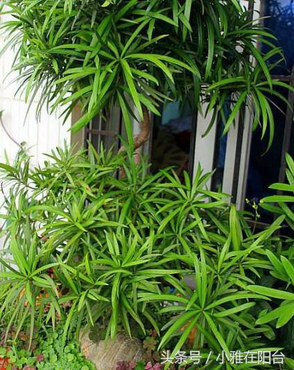 罗汉松叶子枯萎怎么治疗,罗汉松叶子枯萎后怎么补救