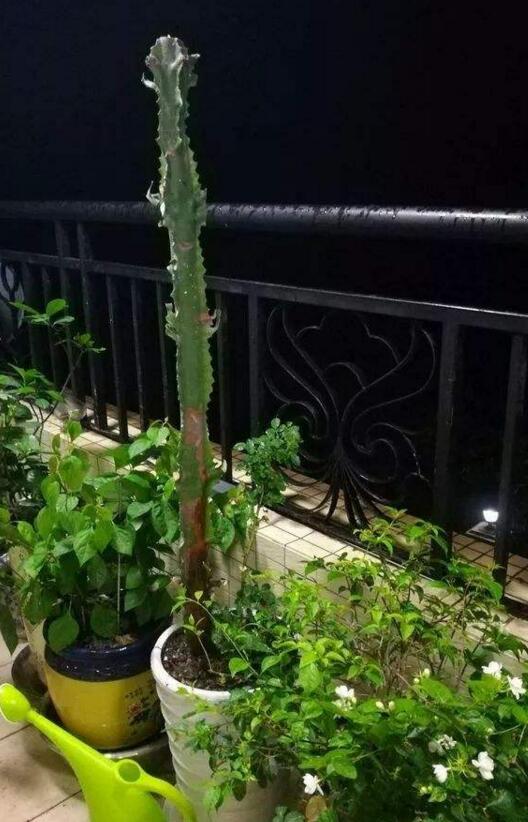 龙骨烂根最简单的处理方法,龙骨烂根可以用香灰消毒吗