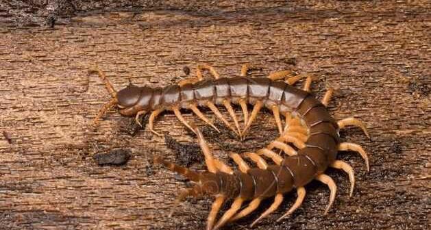 世界上最毒的十大蜈蚣排行榜,世界上最毒的十种蜈蚣排名
