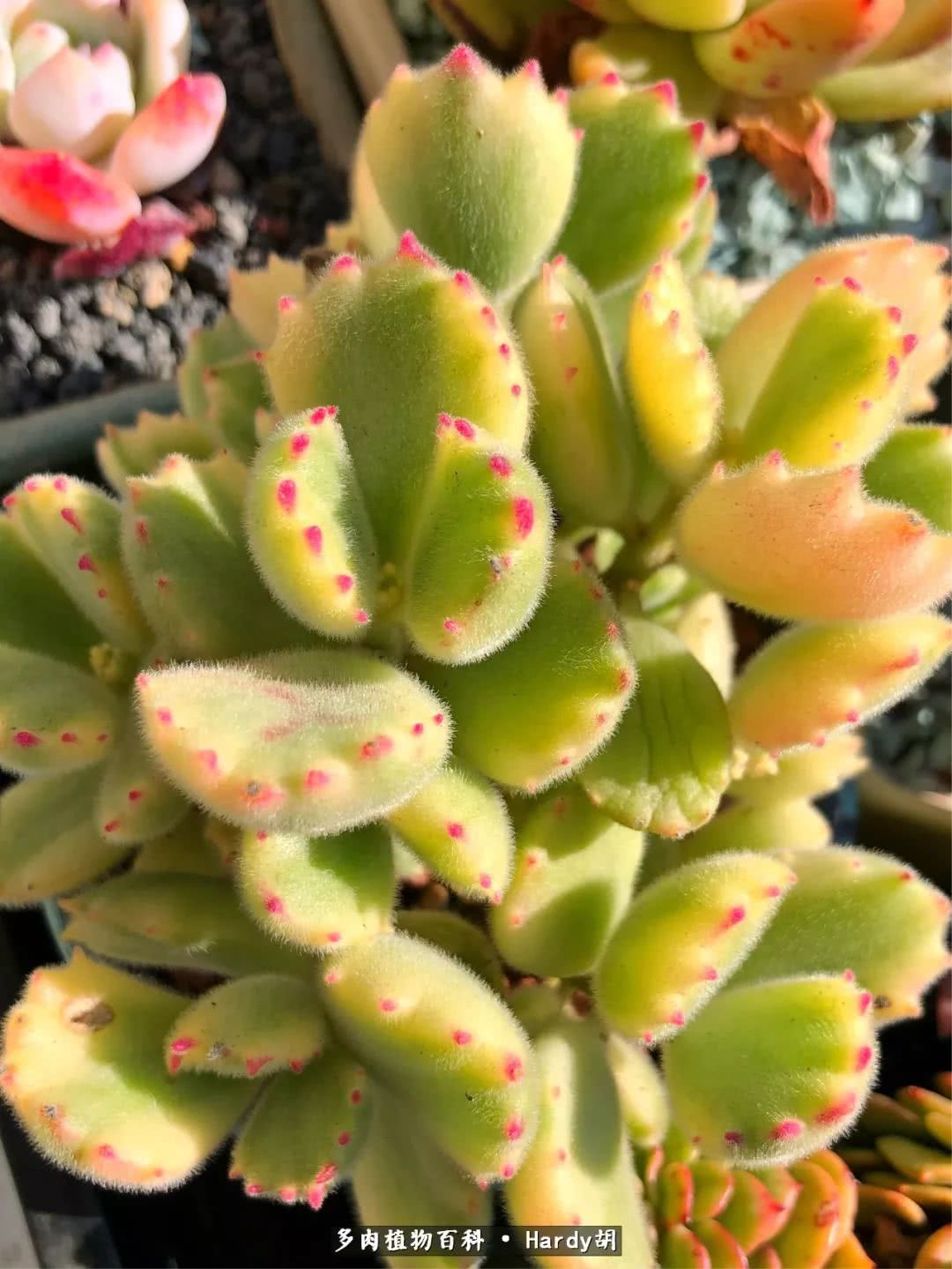 别人家的奶爸,别人家的多肉!一枚窗台*党**的多肉进阶之路!