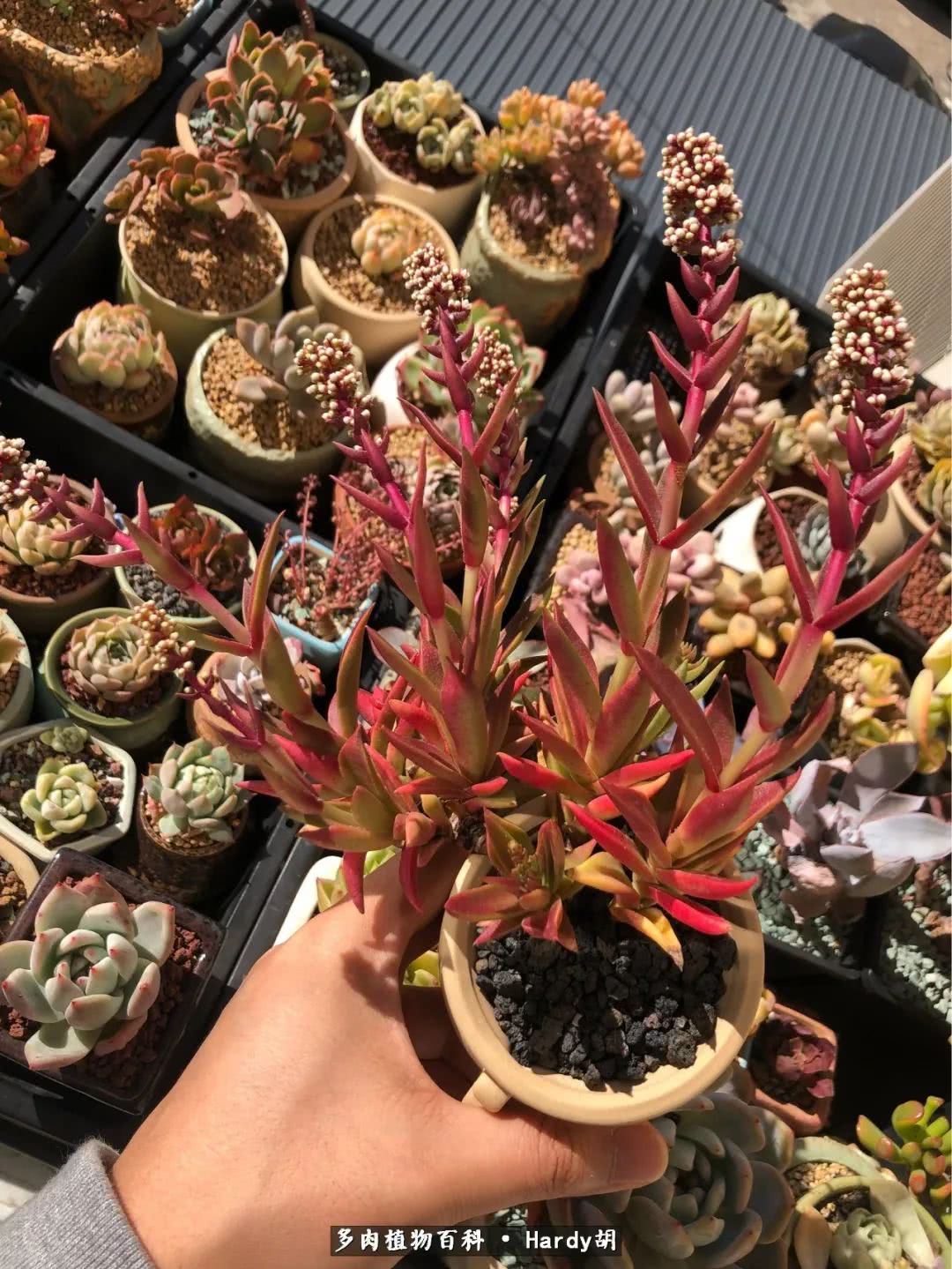 别人家的奶爸,别人家的多肉!一枚窗台*党**的多肉进阶之路!