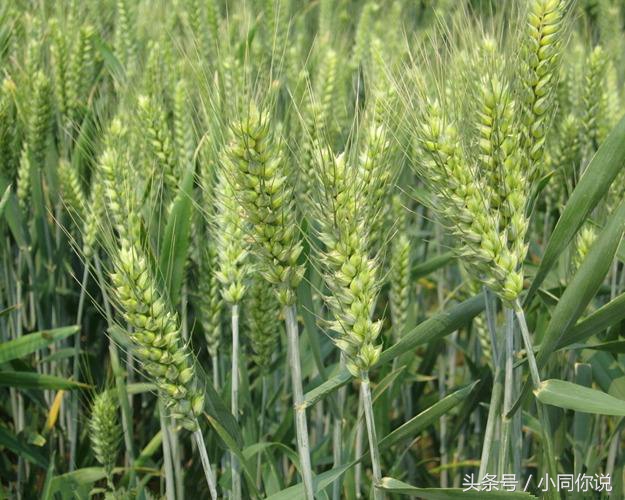 人勤地不懒是大实话,为啥人越懒就越懒