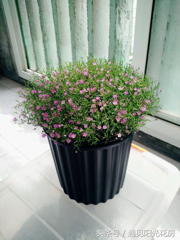 满天星养成“满天黄草”！盘点满天星黄叶枯萎的原因