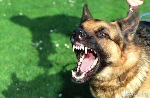 狗狗有狂犬病会出现哪几种表现,狗狗有狂犬病的四大表现