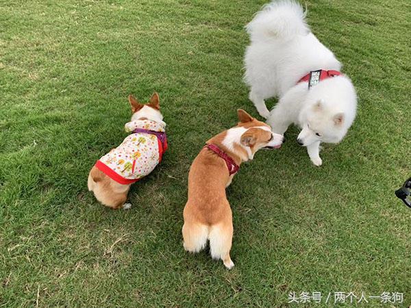 秋天妈妈带萨摩耶去草场玩，软糖和柯基玩嗨直接累趴，软糖：腿短