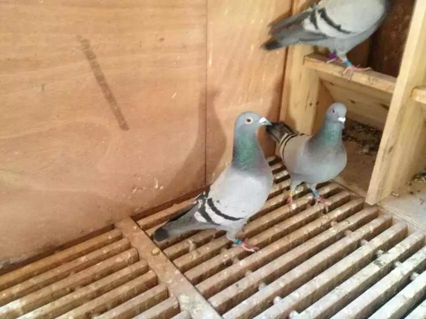 赛鸽常见病大全快快来收藏,赛鸽常见病不可不看的小妙招