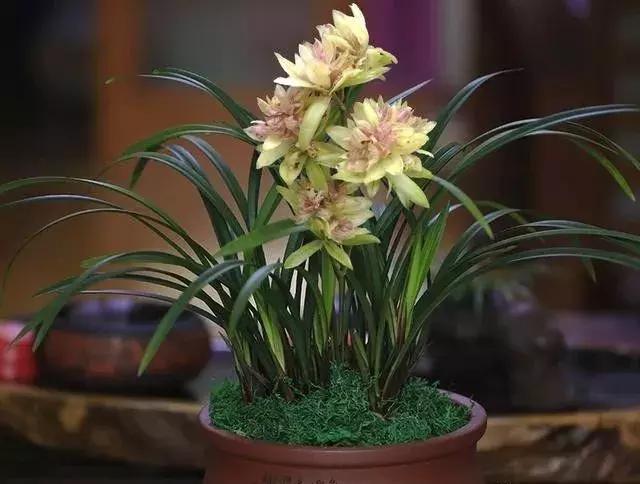 花卉冬天给根部保暖能安全越冬吗,冬天花卉塑料袋保暖方法