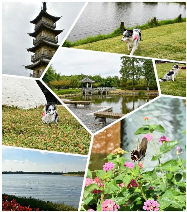 探秘2500亩魔都后花园!欧式别墅独栋、宠物乐园、动物农场高尔夫