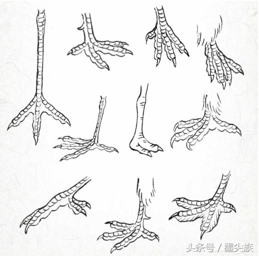 禽鸟脚爪结构图大全,鸟爪子的画法和技巧