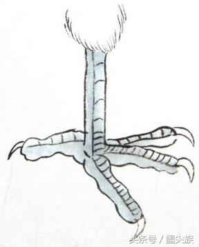 禽鸟脚爪结构图大全,鸟爪子的画法和技巧