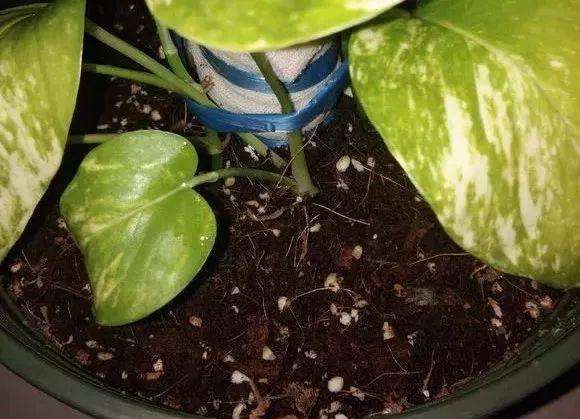 绿萝叶子如何变大,小绿萝养成大绿萝效果