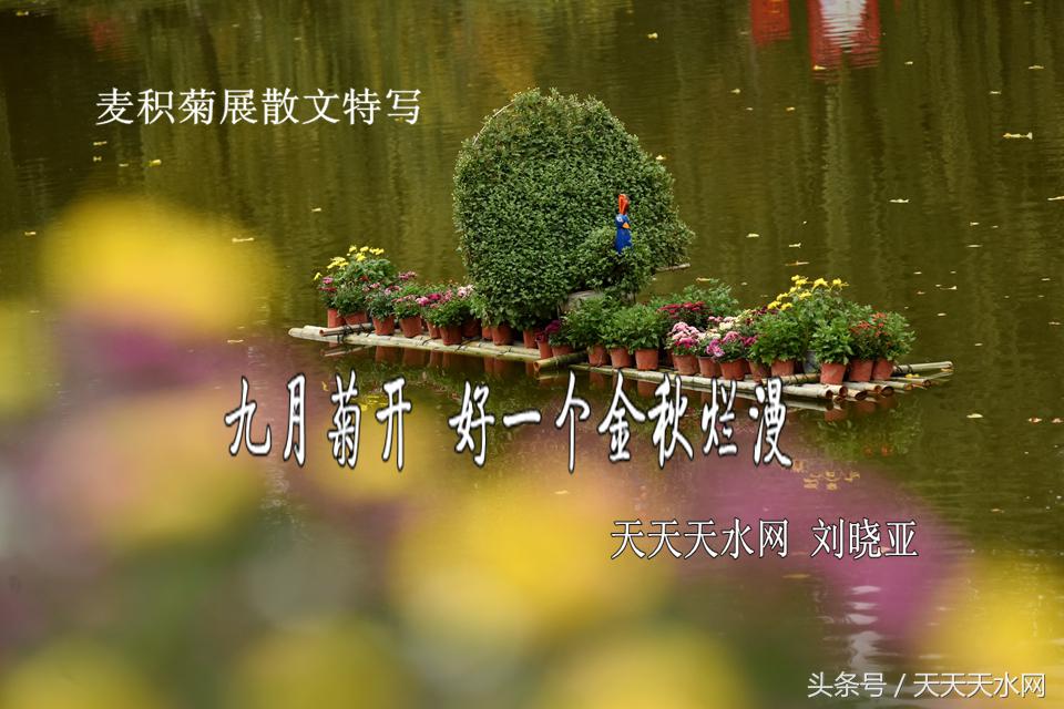 天水麦积菊展,金秋菊展日记