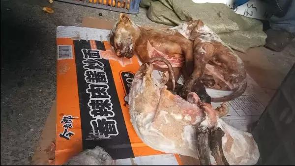 普通野鸡会犯法么,把野鸡弄死会坐牢吗