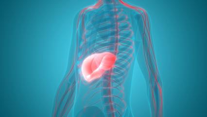 有息肉和囊肿要做什么手术,炎性的息肉0.5厘米要切除吗